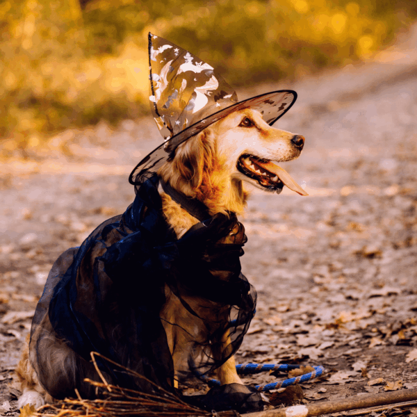 Communication animale